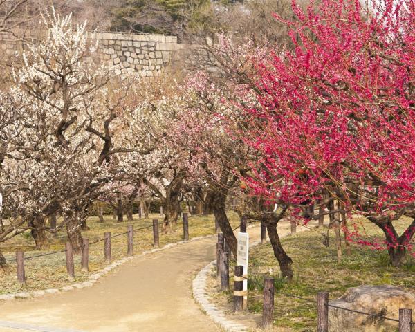 A beautiful view of Higashi-osaka.