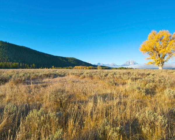 A beautiful view of Moose Wilson Road.