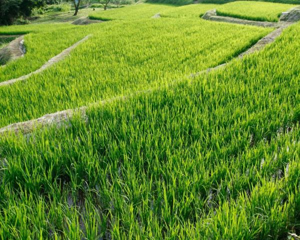 Magandang view ng Niahi niigata