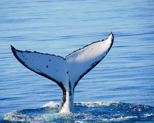 Predivan pogled na grad 'Hervey Bay' 