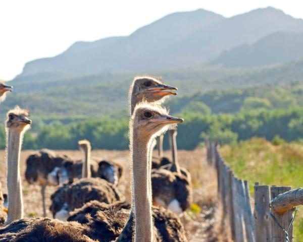 A beautiful view of Oudtshoorn.