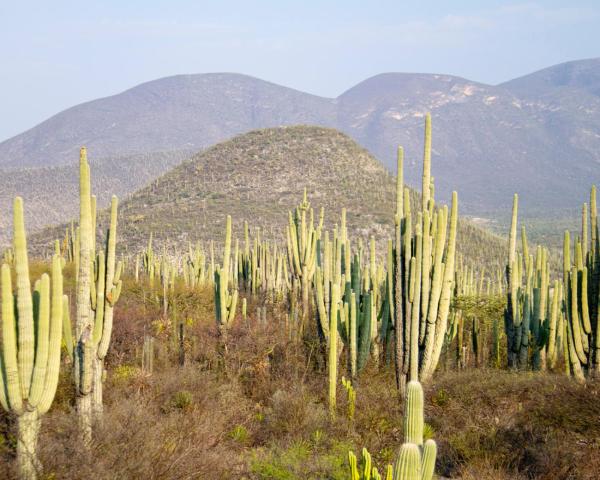 A beautiful view of Tehuacan