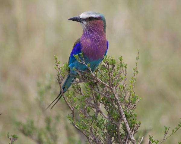 Amboseli: gražus vaizdas