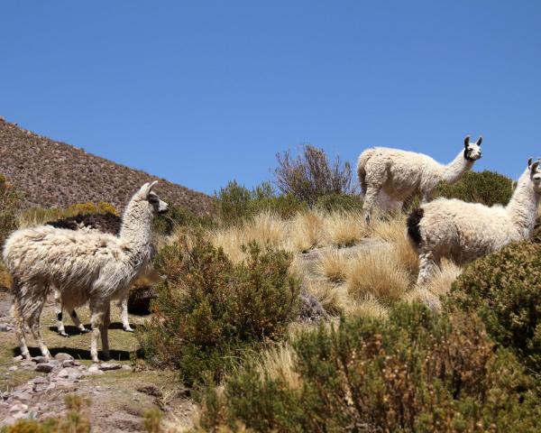 New York → Cochabamba