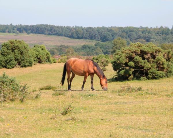 A beautiful view of Lyndhurst.