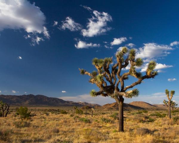 Čudovit pogled na mesto Joshua Tree