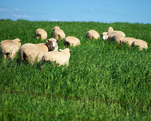 ทิวทัศน์งดงามของTenterfield