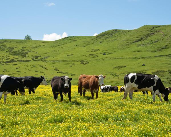 A beautiful view of Hawera.