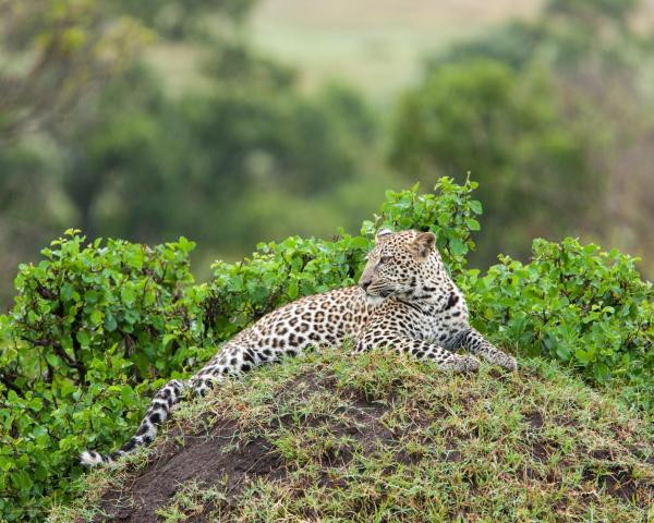 București → Sabi Sand Game Reserve