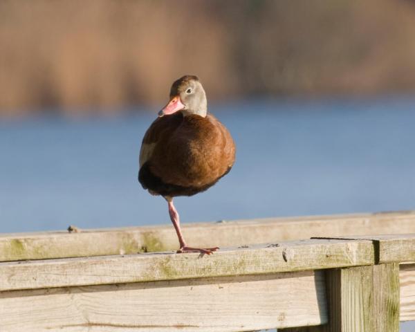 En smuk udsigt over Milford