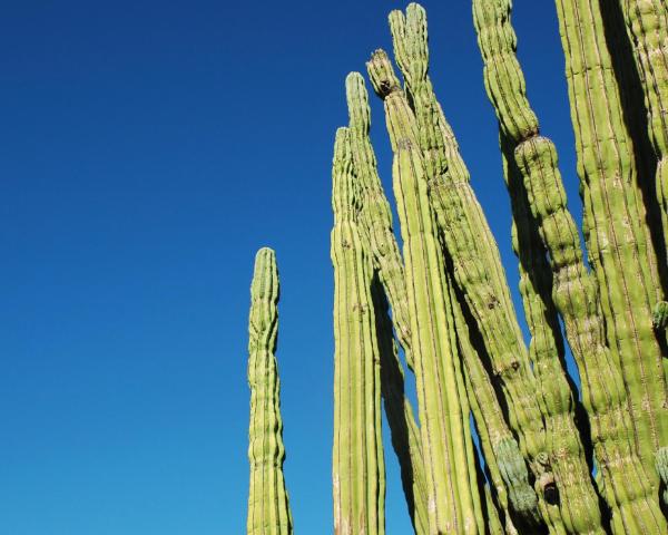 A beautiful view of Mexicali.