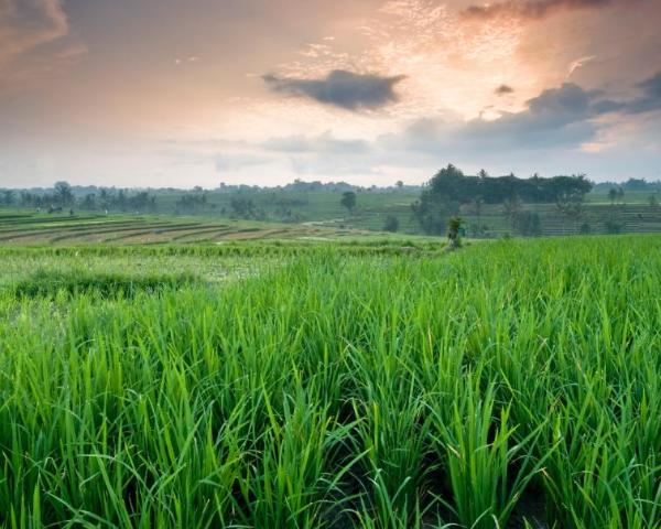 A beautiful view of Kerobokan.