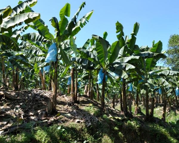 Uma bela vista de: Ciudad de Limon