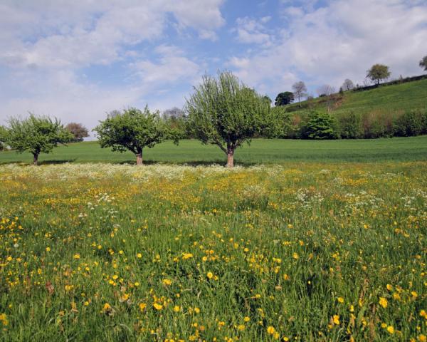 A beautiful view of Bissone.