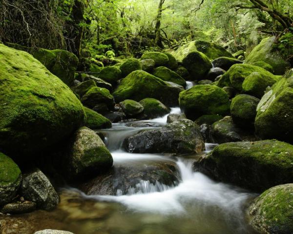 Fallegt útsýni yfir staðinn Yakushima