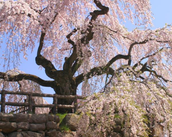 A beautiful view of Hirosaki.