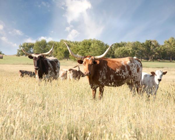 A beautiful view of Abilene.