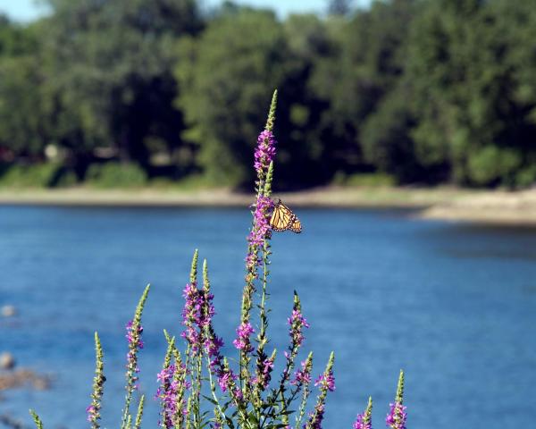 Roma → Thief River Falls