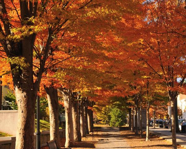 A beautiful view of Princeton.