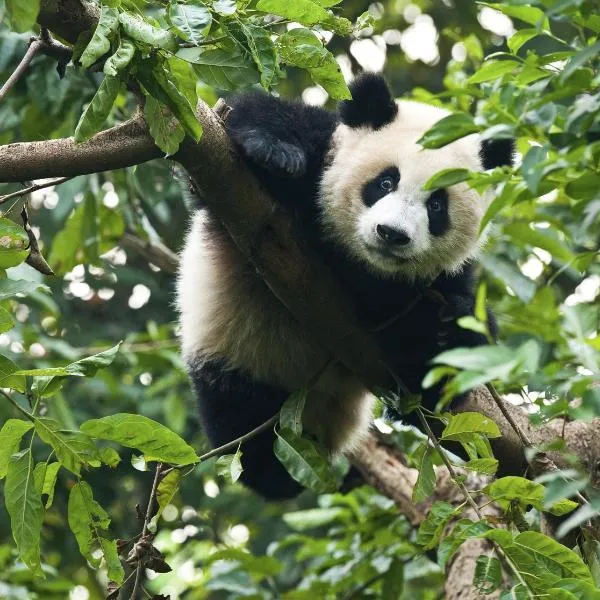 Chengdu