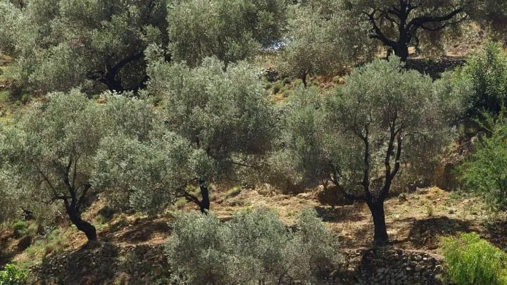 Episkopi (Heraklion)