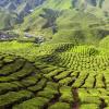 Goedkope vakanties in Cameron Highlands