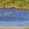 Bílaleigur í Neusiedl am See