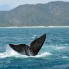 Alquiler de coche económico en Hermanus