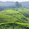 Homestays in Munnar