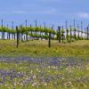 Alquiler de coche económico en Grapevine