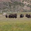 Flights to Kangerlussuaq