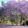 Avis car rental locations in Springwood