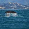 Cheap holidays in Kaikoura