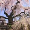 Alquiler de coche económico en Hirosaki