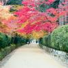 Hotels in Koyasan