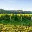 Cheap car rental in Blenheim