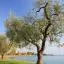 Avis car rental locations in Bardolino