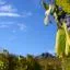 Cheap car rental in Fossano