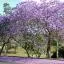 Avis car rental locations in Springwood