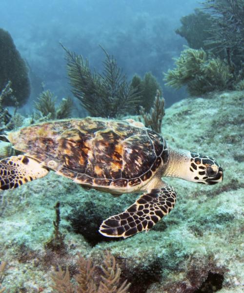 Četrt v mestu Key Largo, v kateri naše stranke najraje bivajo.