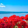Guest House Djurdjica