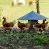 Masoe des Chatards