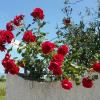 Country House L'Ippocastano