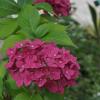 Olesya Guesthouse