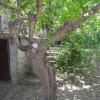 le vieux mas du domaine de Pontet-Fronzele