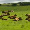 Whidlecombe Farm