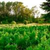 Les Vignes de Terrisse
