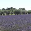 Le clos des vergers