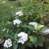 B&B Au Jardin Fleuri