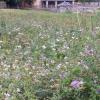 Affittacamere Les Noyers